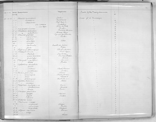 Buliminus corpulenta - Zoology Accessions Register: Mollusca: 1900 - 1905: page 84
