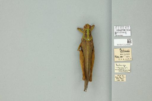 Valanga nigricornis sumatrensis Uvarov, 1923 - 012498441_71900_84608