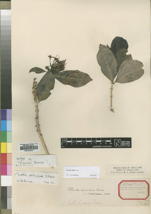 Pavetta phillipsiae Moore - BM000903461