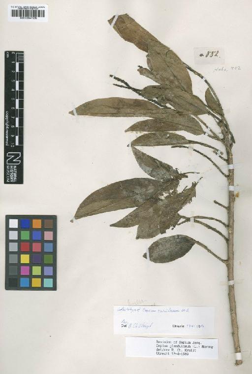 Sapium glandulosum (L.) Morong - BM000947505