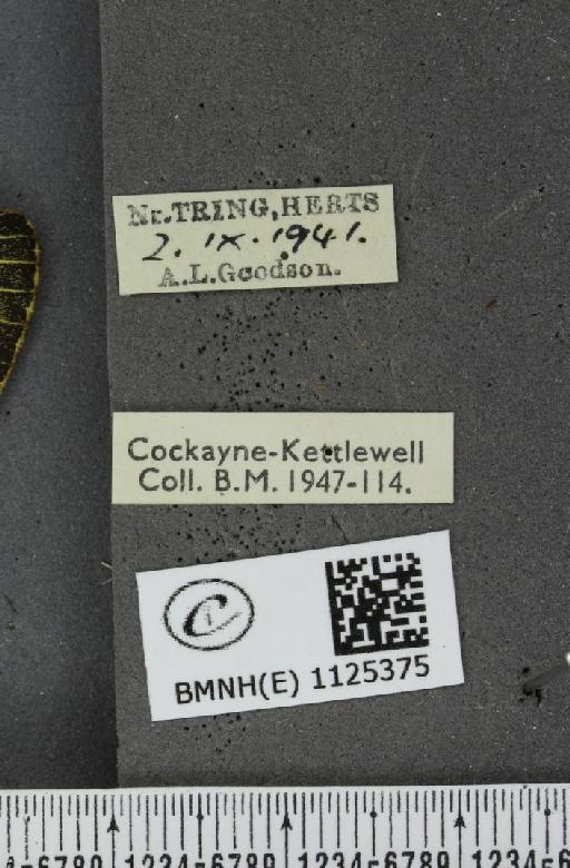 Colias croceus ab. latemarginata Lempke, 1933 - BMNHE_1125375_label_83543