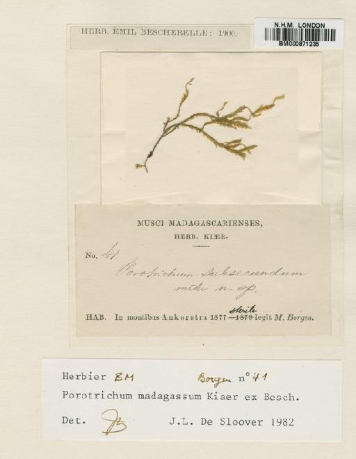 Porotrichum madagassum Kiaer ex Besch. - BM000871235