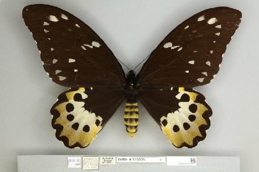 Ornithoptera chimaera chimaera Rothschild, 1904 - 013605172__