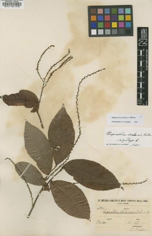 Ruprechtia obidensis Huber - BM000571401