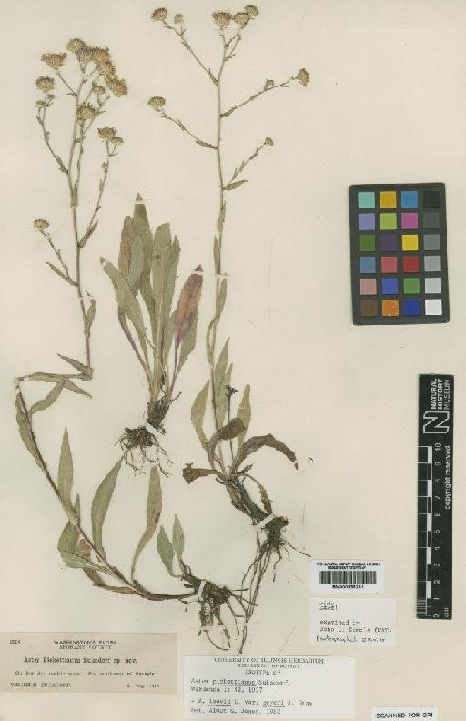 Aster laevis L. - BM000839281