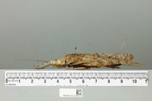 Sathrophyllia femorata (Fabricius, 1787) - 012498133_reverse(1)