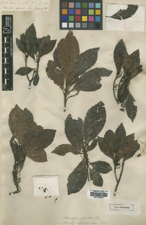 Elaeocarpus sylvestris (Lour.) Poir. - BM000795202