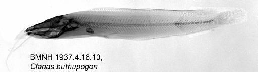 Clarias buthupogon Sauvage, 1879 - BMNH 1937.4.16.10, Clarias buthupogon, Radiograph