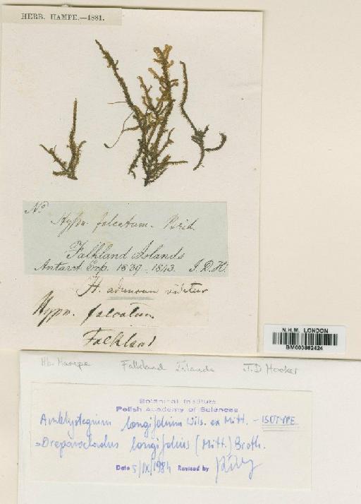 Drepanocladus longifolius (Mitt.) Broth. ex Paris - BM000862424