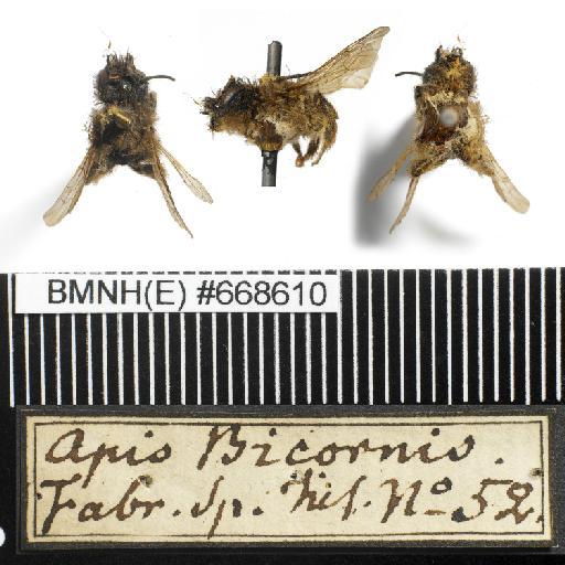 Apis bicornis Linnaeus, 1758 - Apis_bicornis-BMNH(E)#668610-habiti