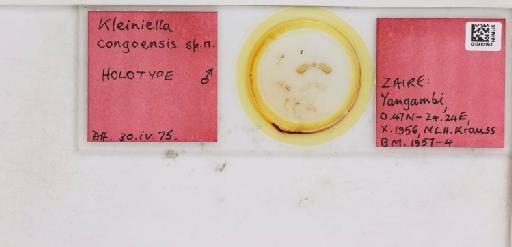 Kleiniella congoensis Hollis, 1976 - 013482903_117199_1146282_157706_Type