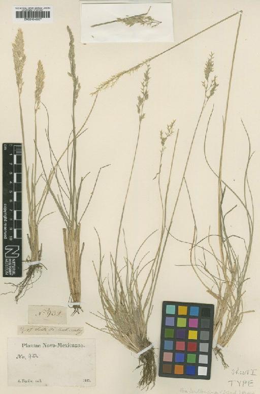 Poa fendleriana (Steud.) Vasey - BM001042227