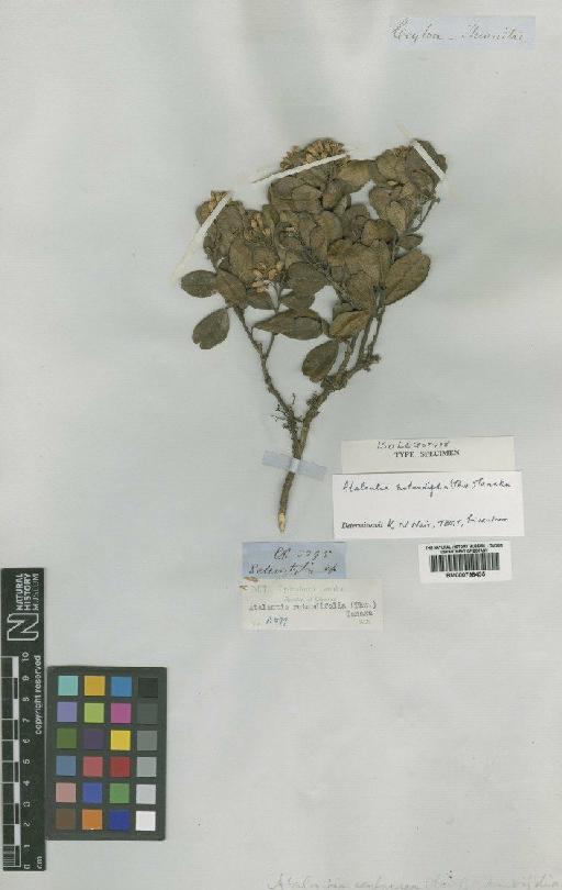 Atalantia rotundifolia (Thwaites) Tanaka - BM000798435