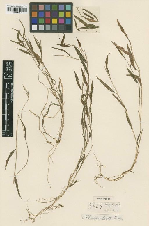 Microstegium ciliatum (Trin.) A.Camus - BM000959743