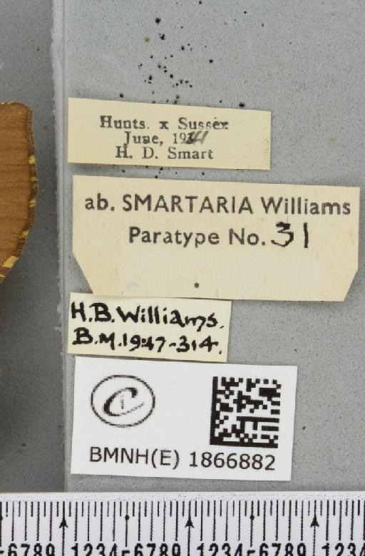 Angerona prunaria ab. smartaria Williams, 1947 - BMNHE_1866882_label_440141