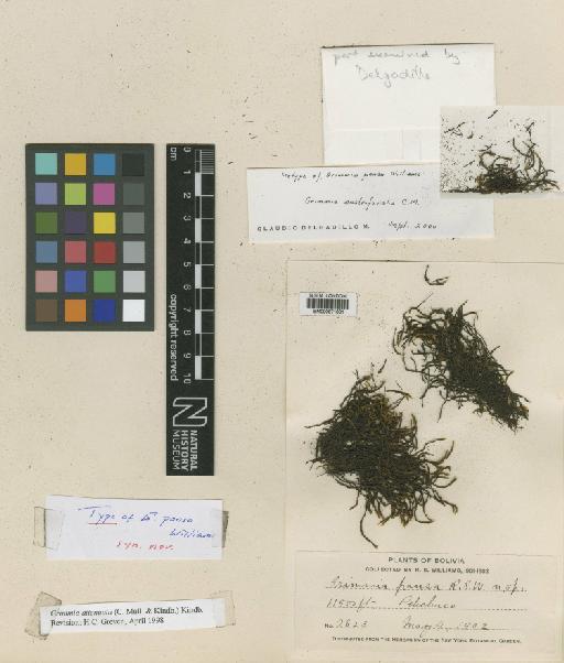 Grimmia pansa R.S.Williams - BM000671031_a