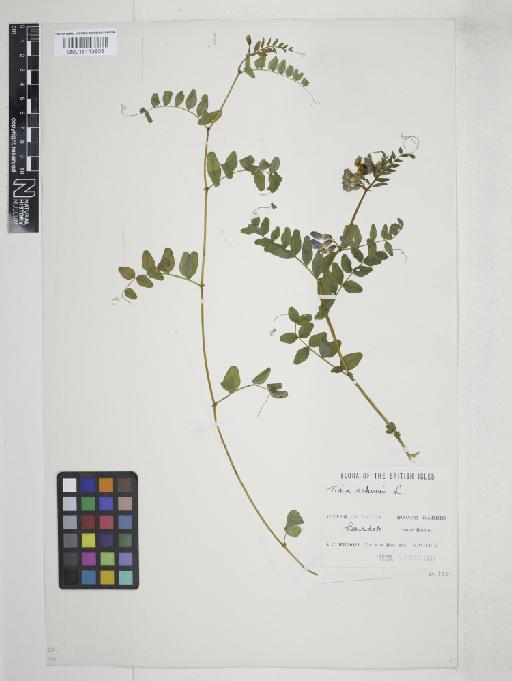 Vicia sepium L. - 015143805