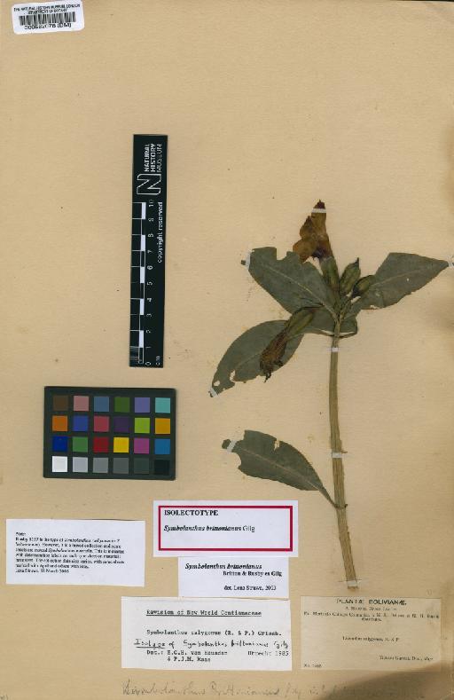 Symbolanthus brittonianus Britton & Rusby ex Gilg - BM000582076