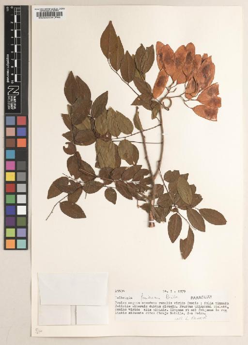 Dalbergia frutescens (Vell.) Britton - BM000538539