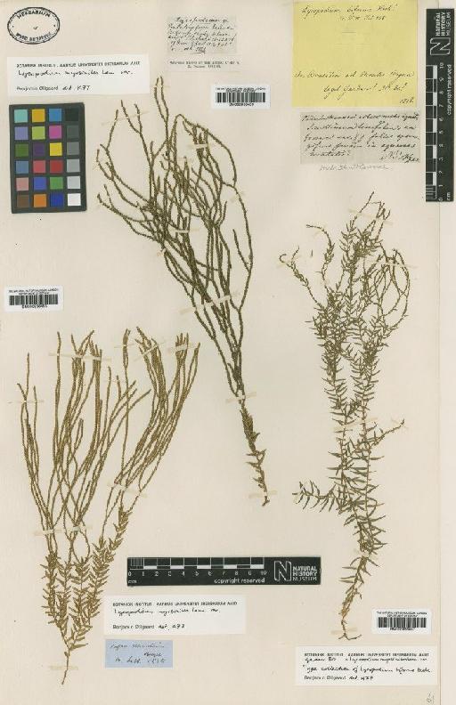 Lycopodium myrsinites Lam. - BM000936456