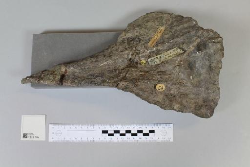 Istiodactylus latidens (Seeley, 1901) - 010025384_L010221243