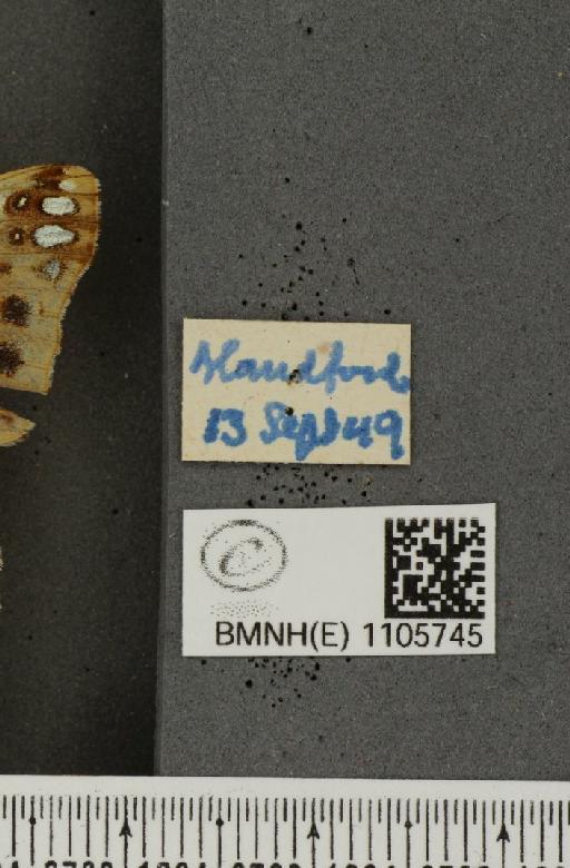 Issoria lathonia (Linnaeus, 1758) - BMNHE_1105745_label_17201