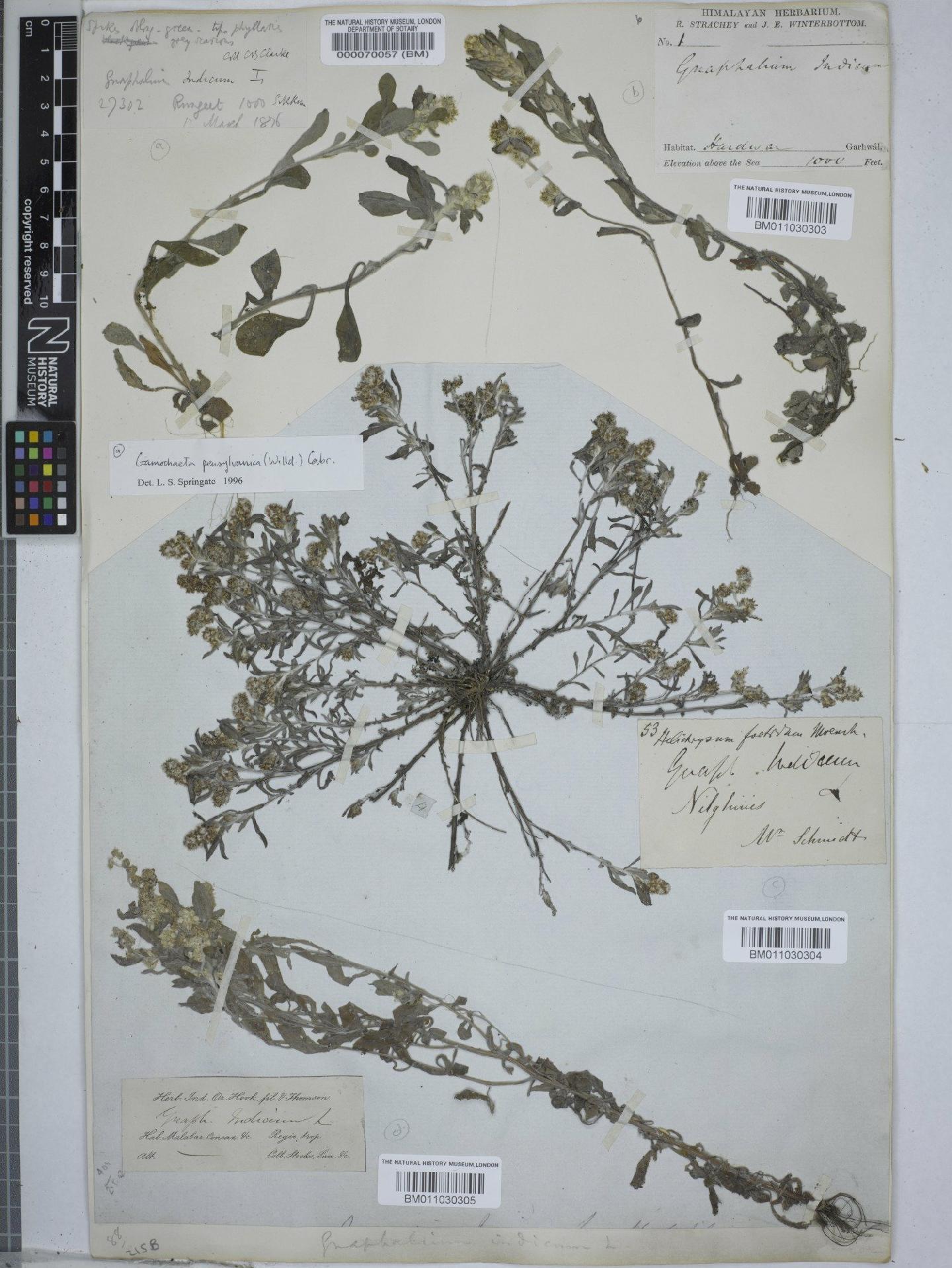 To NHMUK collection (Gamochaeta pensylvanica (Willd.) Cabrera; NHMUK:ecatalogue:9154006)