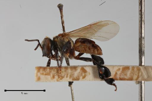 Lepidotrigona nitidiventris (Smith, F., 1857) - Lepidotrigona nitidiventris 1