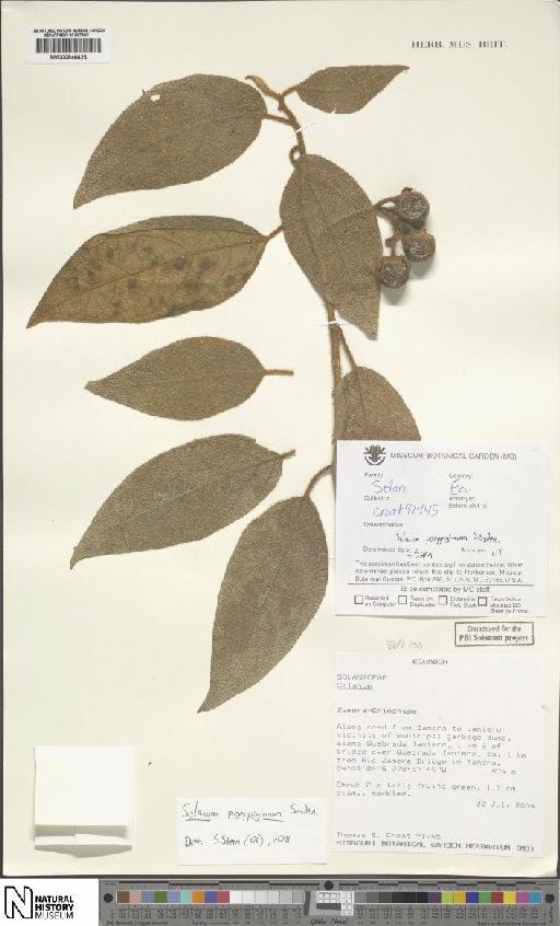 Solanum L. - BM000846623