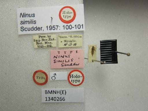Ninus similis Scudder, 1957 - Ninus similis-BMNH(E)1340266-Holotype male dorsal & labels