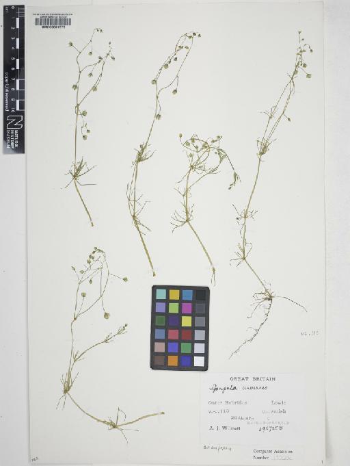 Spergula arvensis L. - 000601578