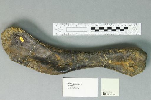 Iguanodon Mantell, 1825 - 010025388_L010093479