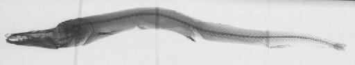 Sudis jayakari Boulenger, 1889 - BMNH 1889.4.15.60, HOLOTYPE, Sudis jayakari, radiograph