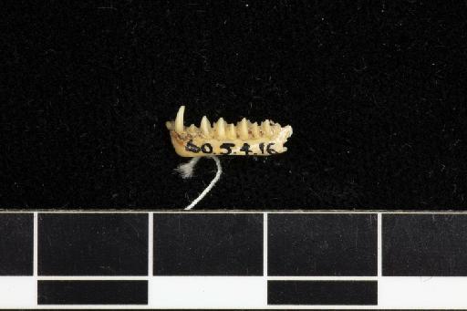 Rhinolophus insignis Horsfield, 1823 - 1860_5_4_16-Rhinolophus_insignis-Holotype-Skull-mandible-lateral