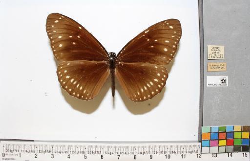 Euploea swainson Felder & Felder, 1865 - NHMUK010429989_1_Euploea_swainson_(Godart, [1824])