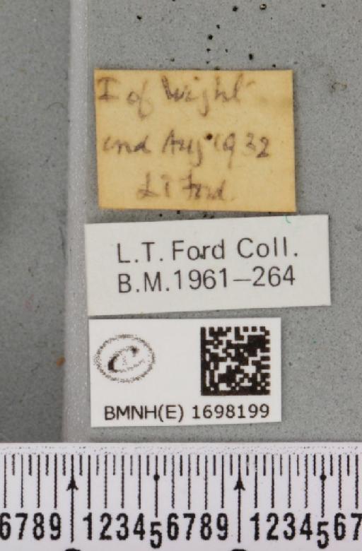 Nycteola revayana ab. albimaculata Sheldon, 1919 - BMNHE_1698199_label_294995