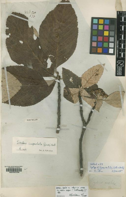 Sorbus hedlundi C.K.Schneid. - BM000602094