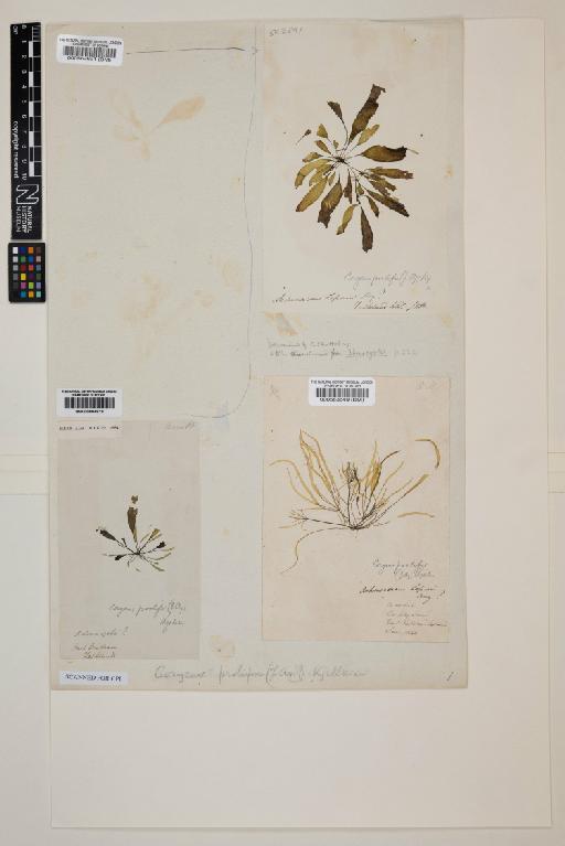 Asperococcus lessonii Bory - 000562691_sheet
