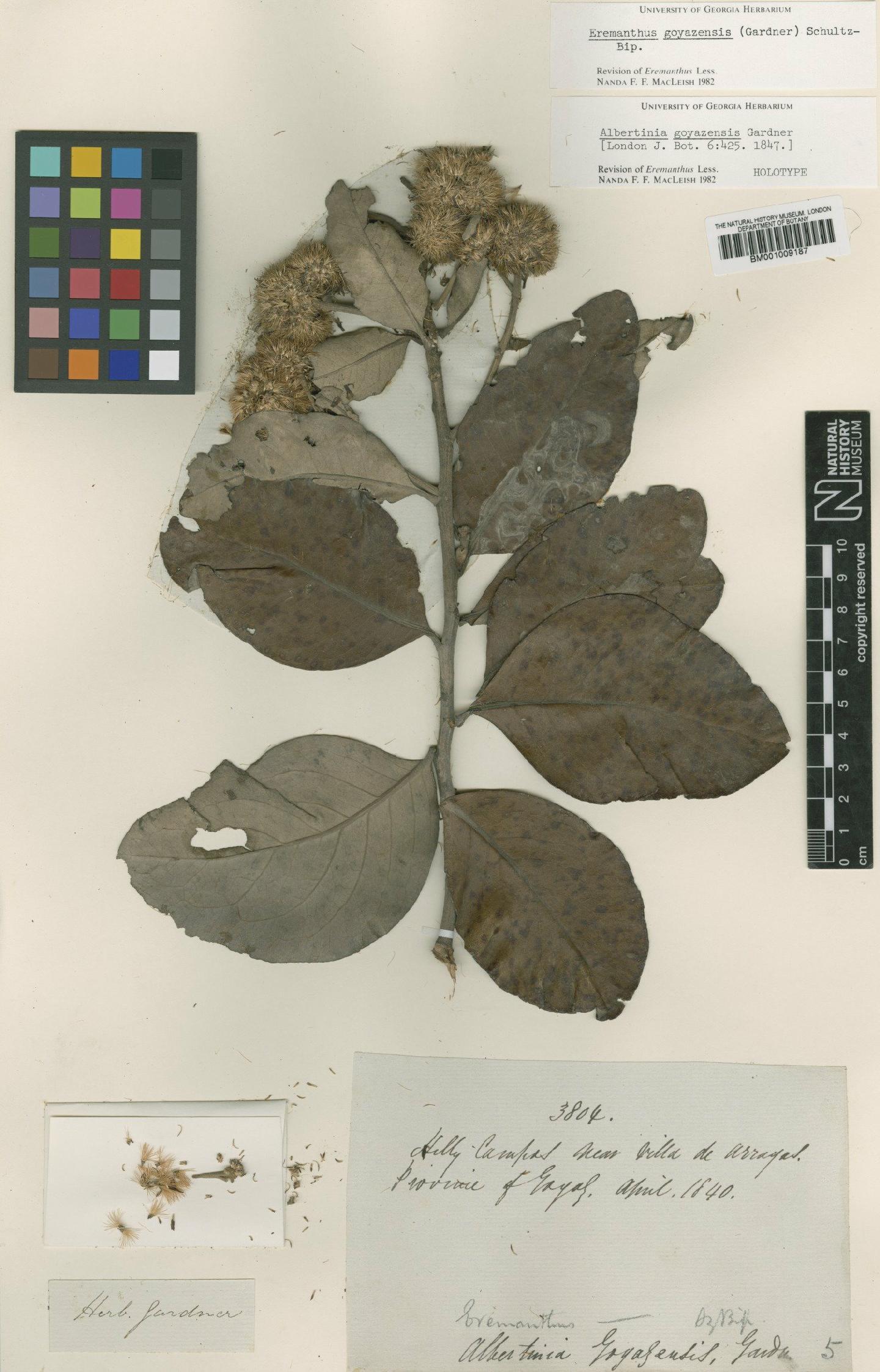 To NHMUK collection (Eremanthus goyazensis (Gardner) Sch.Bip.; Holotype; NHMUK:ecatalogue:557182)