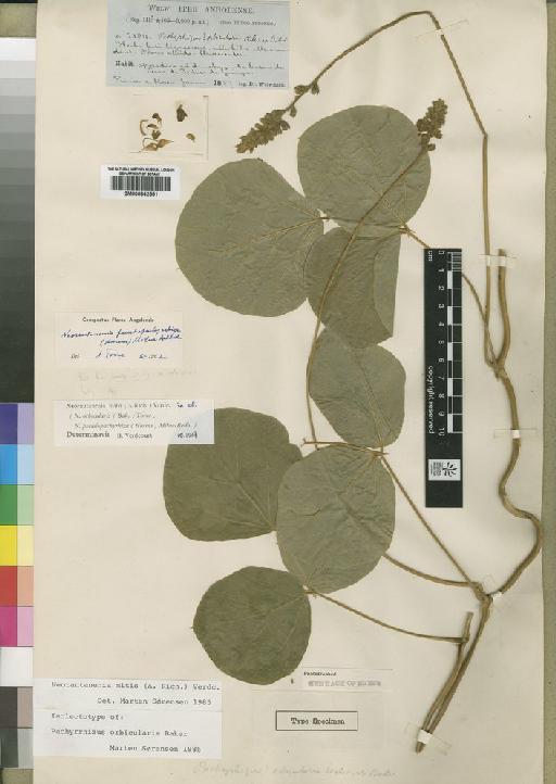 Neorautanenia mitis (A.Rich.) Verdc. - BM000842551