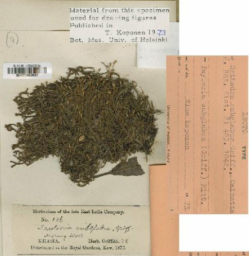 Tayloria subglabra (Griff.) Mitt. - BM000982967