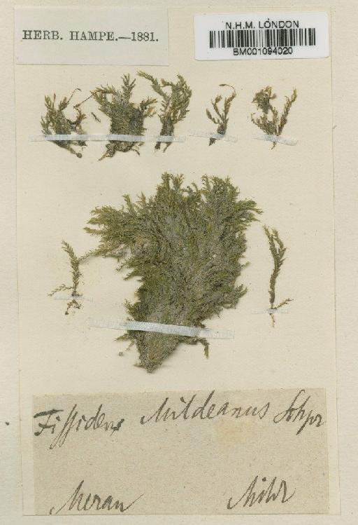 Fissidens crassipes Wilson ex Bruch, Schimp. & W.Gümbel - BM001094020