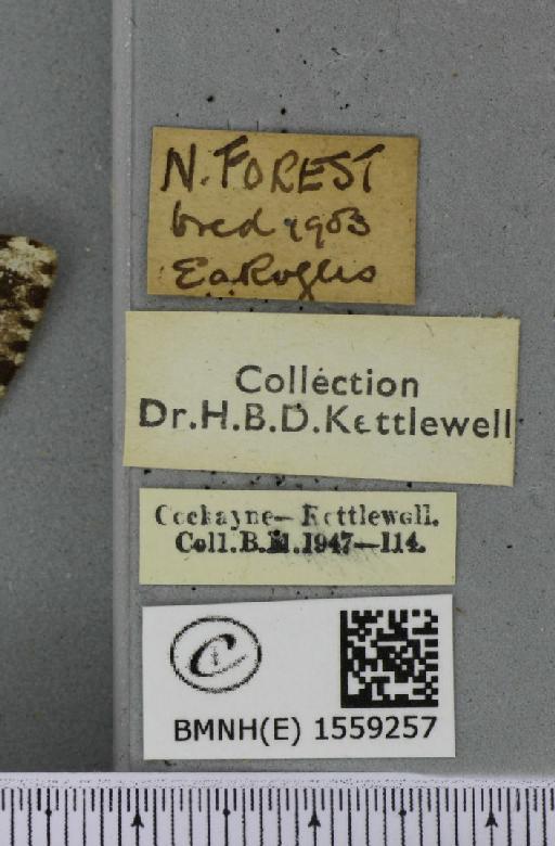 Lymantria monacha ab. mediofasciata Lempke, 1947 - BMNHE_1559257_label_251963