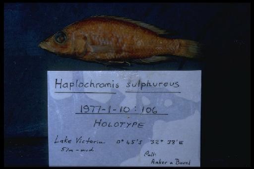 Haplochromis sulphureus Greenwood & Barel, 1978 - Haplochromis sulphureus; 1977.1.10.106