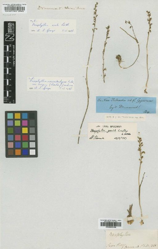 Prasophyllum ovale Lindl. - BM000051500
