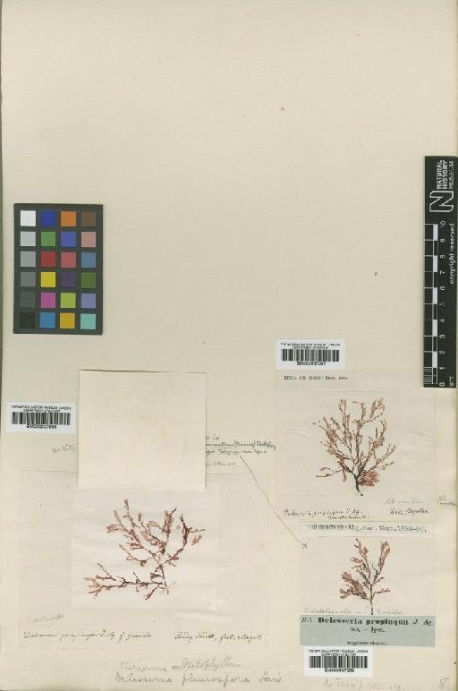 Schizoseris condensata (Reinsch) R.W.Ricker - BM000937099