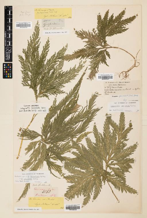 Selaginella geniculata (C.Presl) Spring - 000936567
