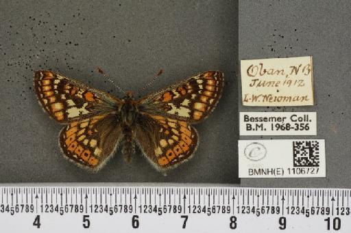 Euphydryas aurinia ab. rectiangula Cabeau, 1924 - BMNHE_1106727_18348