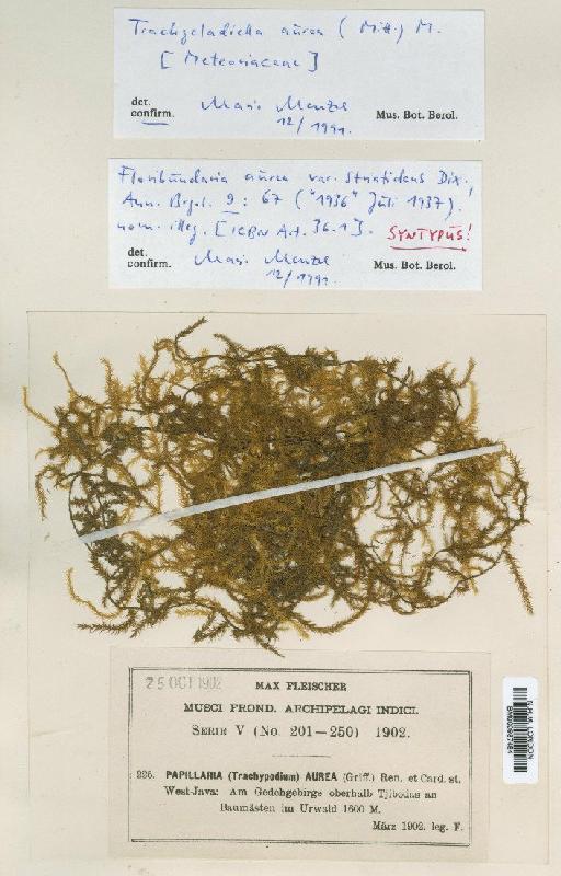 Trachycladiella aurea (Mitt.) M.Menzel - BM000987484