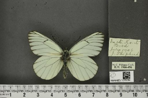 Aporia crataegi (Linnaeus, 1758) - BMNHE_1079084_70154